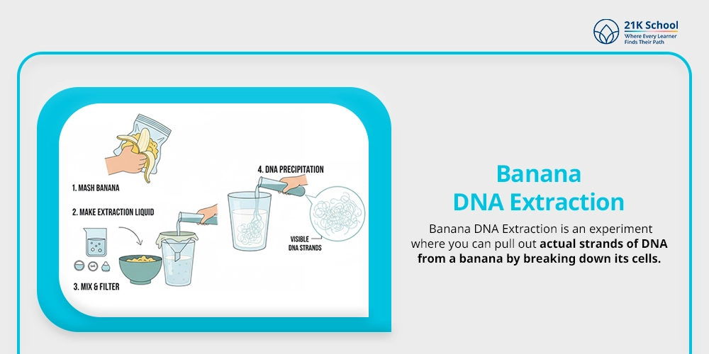 Banana DNA Extraction