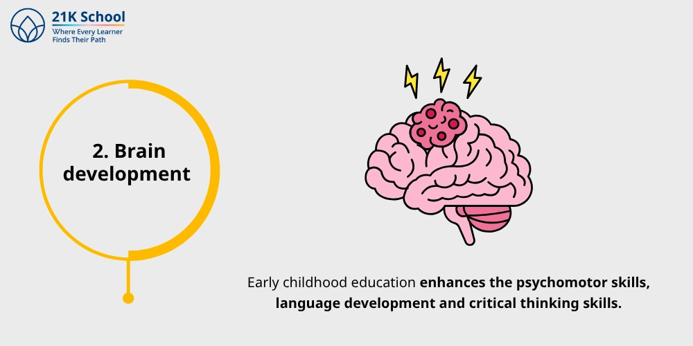Brain development 