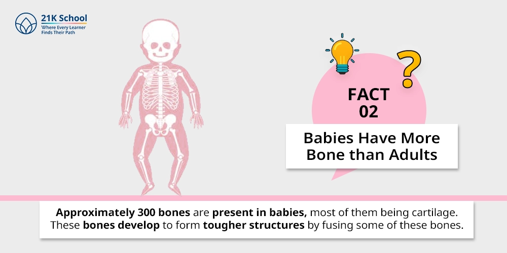 2. Babies Have More Bone than Adults