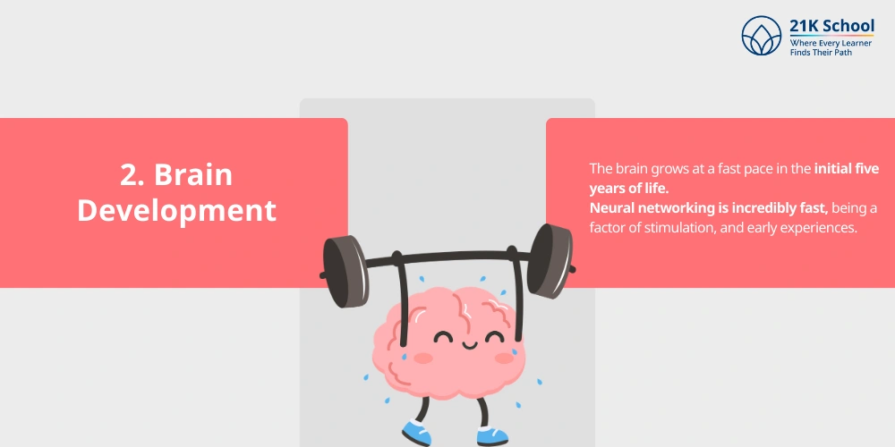 Brain Development
