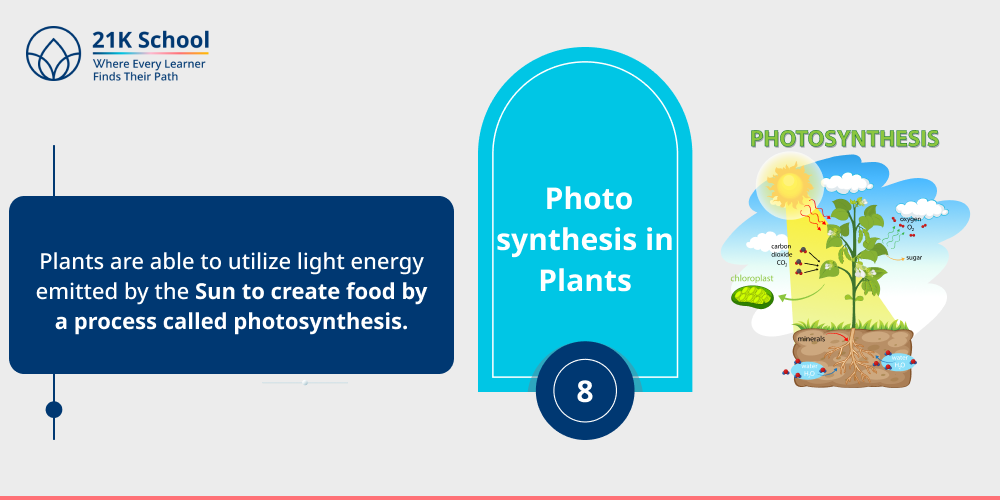 8. Photosynthesis in Plants